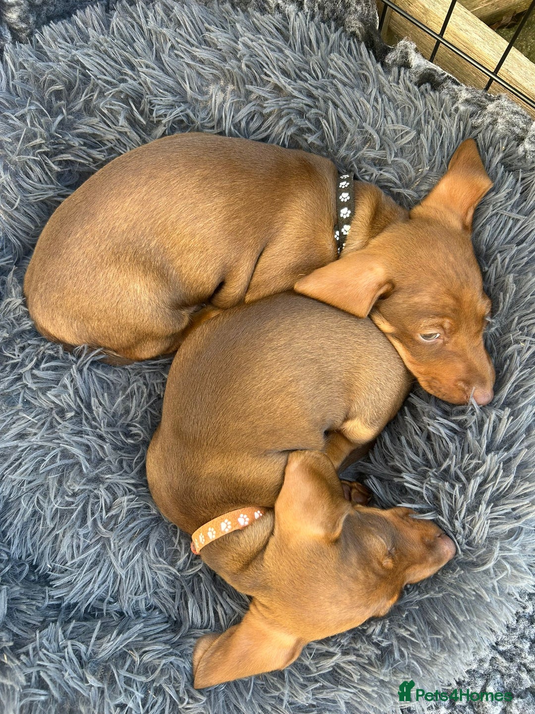 Miniature Dachshund dogs for sale: Super lovely little girl  - Image 16