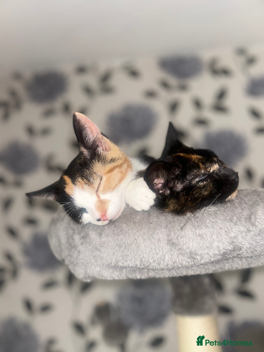 Domestic Shorthair cats for sale: Two 1 year old female cats  - Image 5