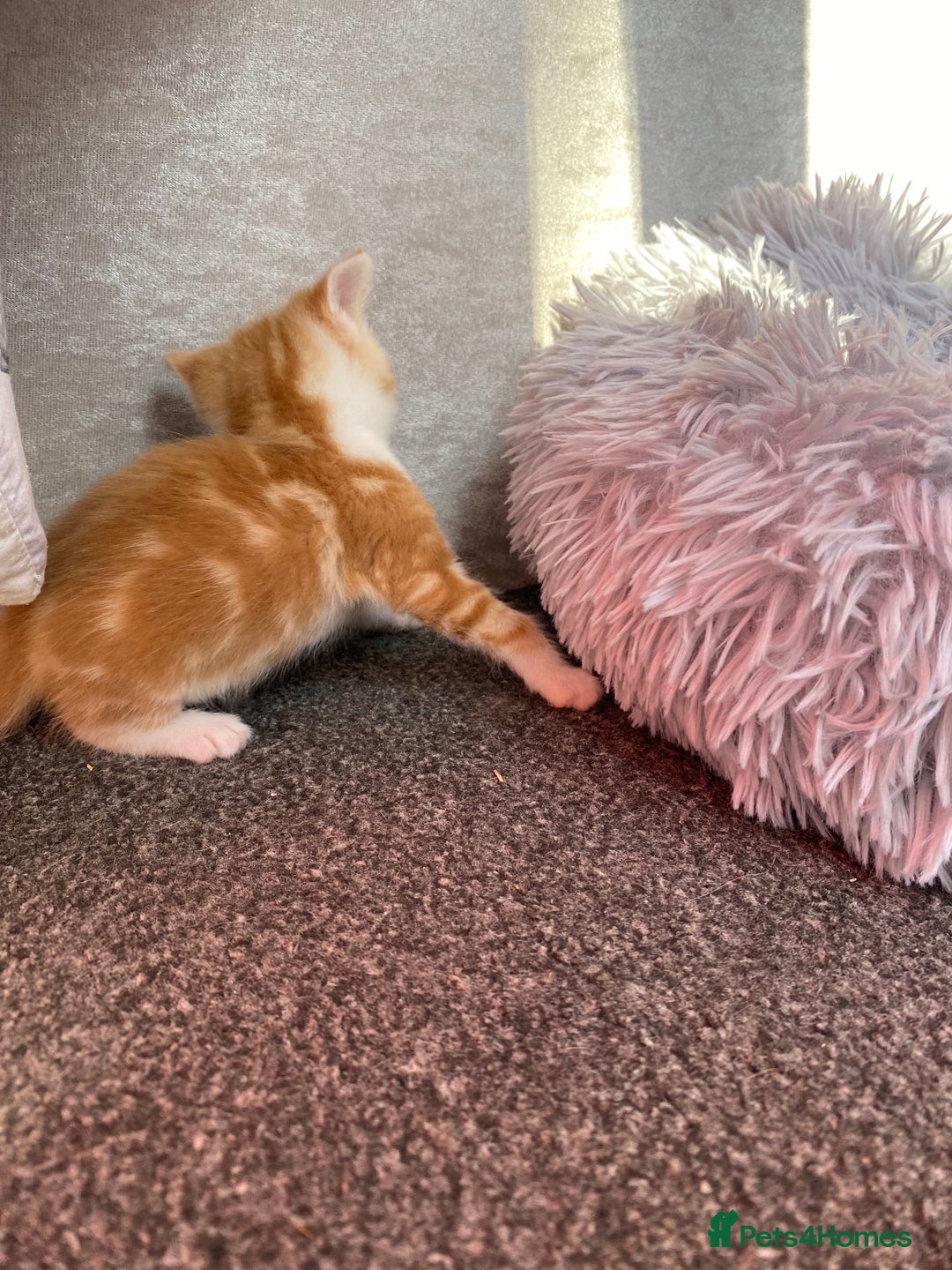 Mixed Breed cats for sale: Gorgeous long haired male female kittens - Image 7