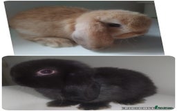 Mini Lop rabbits for sale: Beautiful mini lops available for reserve  - Image 1