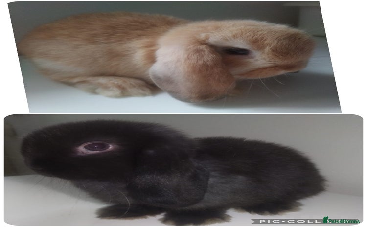 Mini Lop rabbits - Advert 8