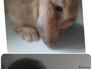 Mini Lop rabbits - Advert 29