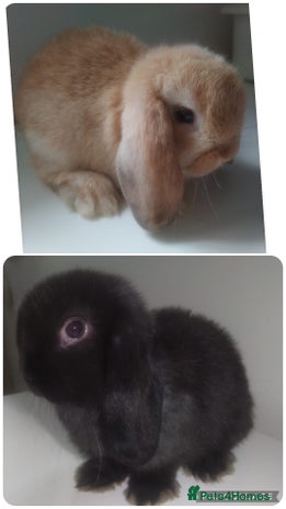 Mini Lop rabbits - Advert 13