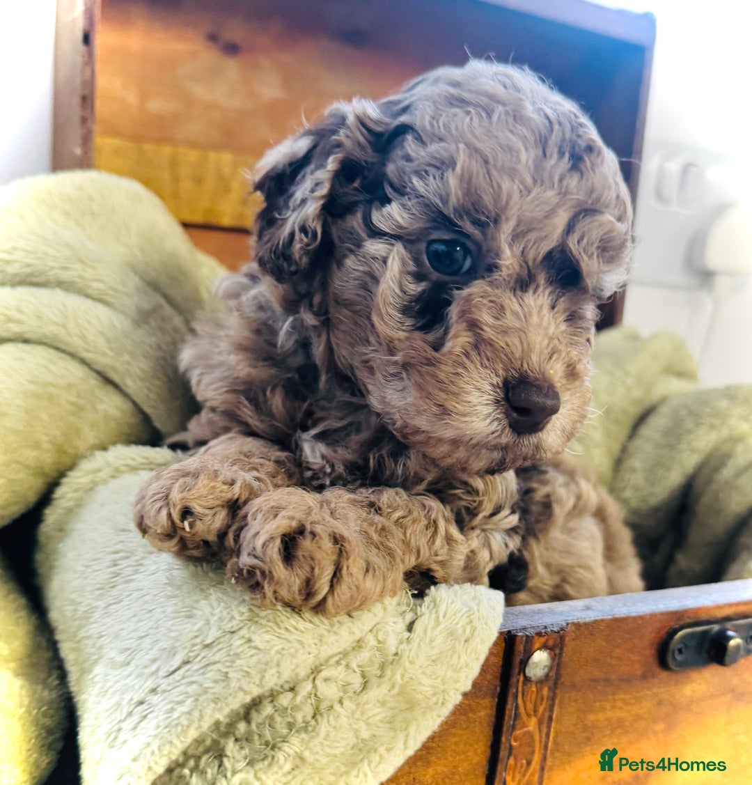Cavapoochon dogs for sale: F1b Cavapoochon  - Image 18