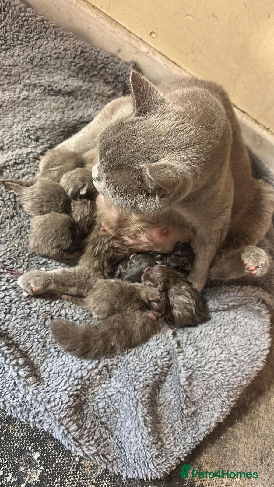 British Shorthair cats British Shorthair Kittens for Sale - Advert 7