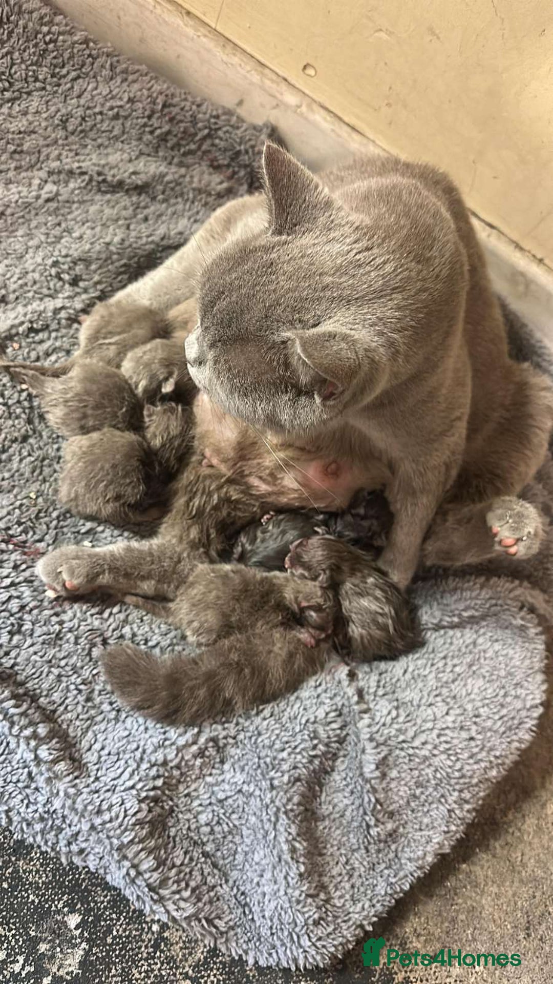 British Shorthair cats for sale: British Shorthair Kittens for Sale - Advert 1