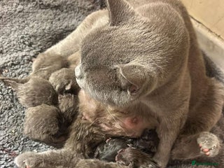 British Shorthair cats British Shorthair Kittens for Sale - Advert 1