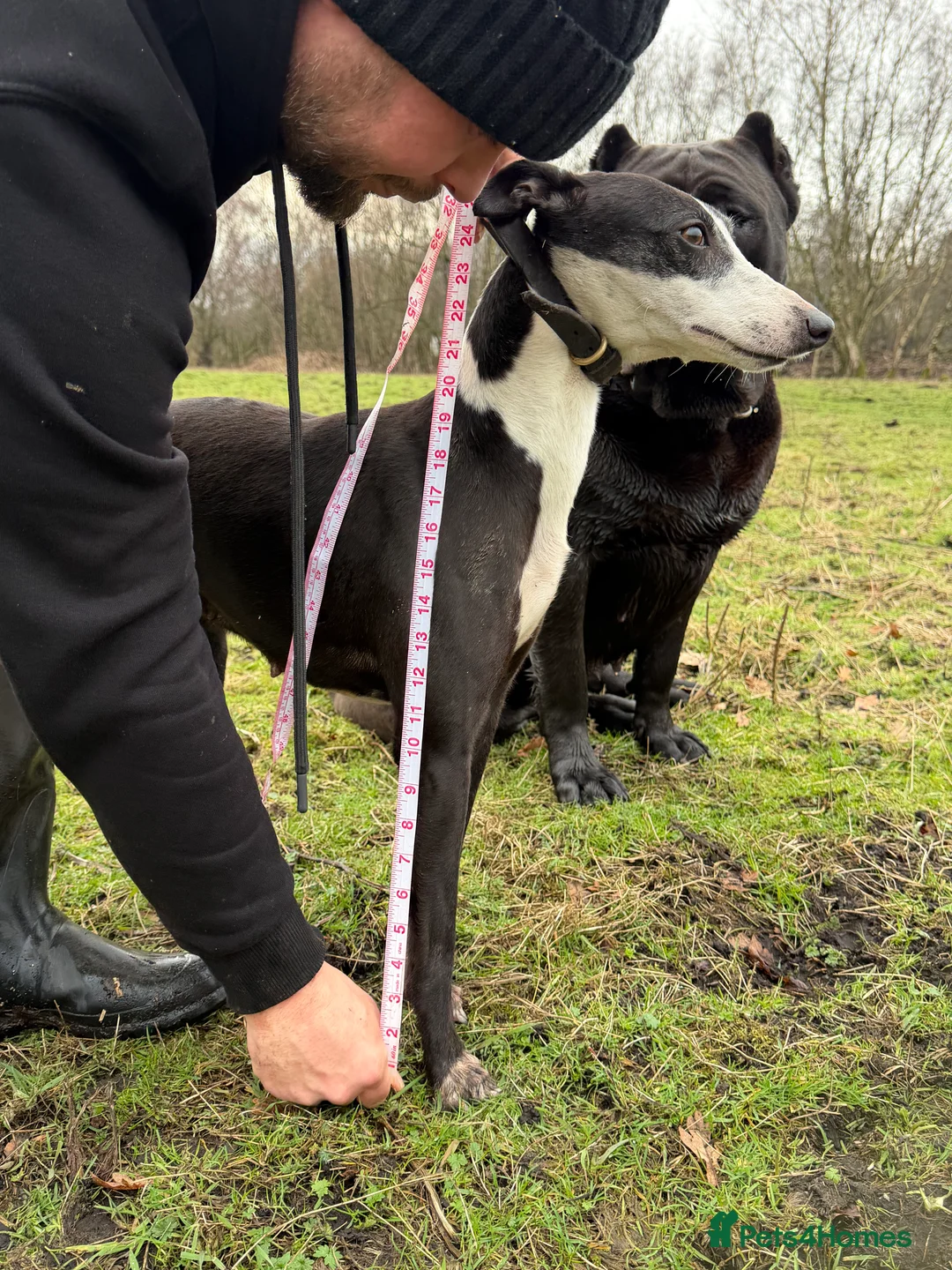 Mixed Breed dogs for sale: 🔥 Whippet Bull Wheaten Greyhound Puppies 🔥 - Advert 13