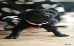 Labradoodle dogs for sale: Labradoodle double doodle pups ready 9th November  - Image 8