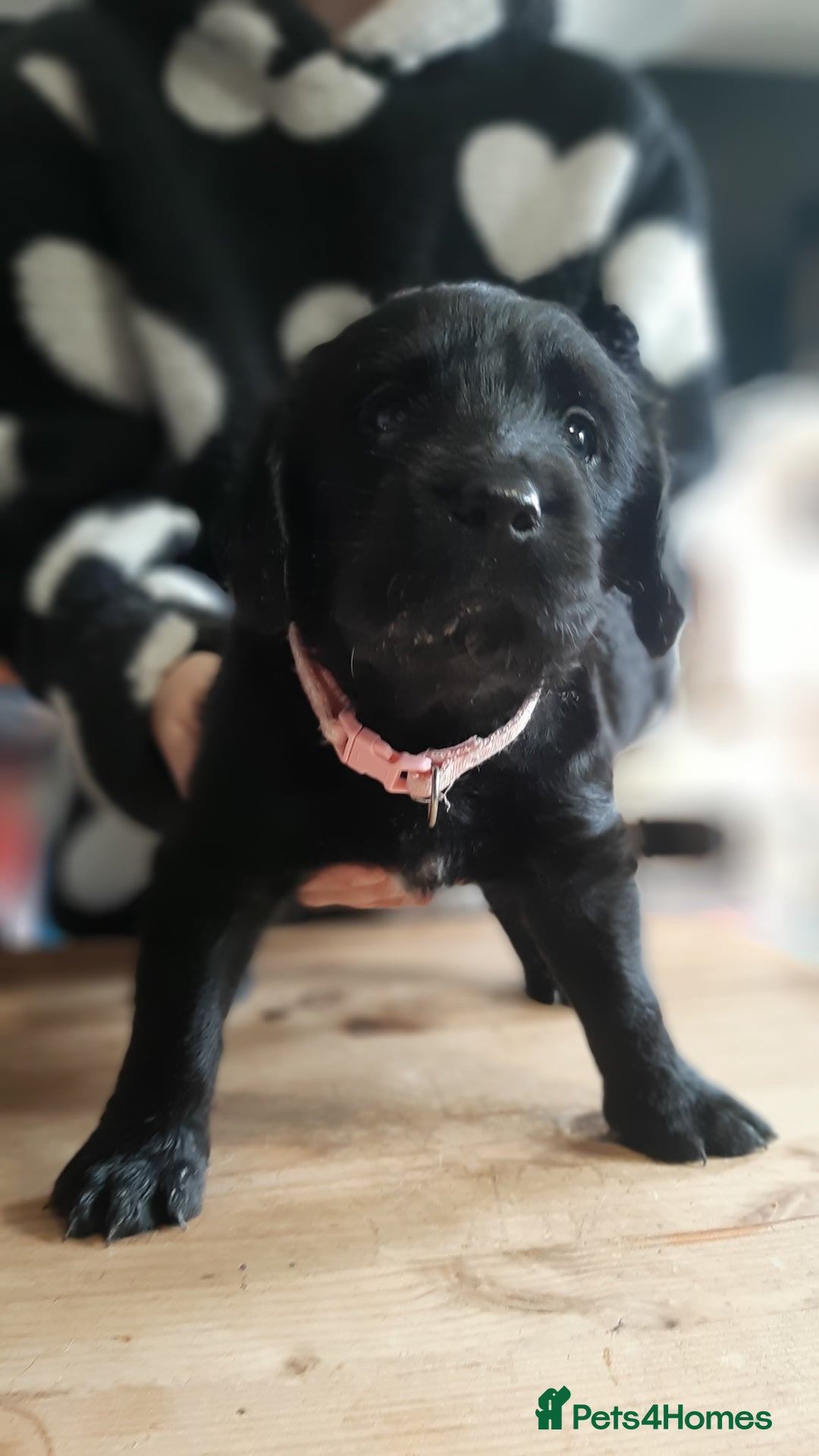 Labradoodle dogs for sale: Labradoodle double doodle pups ready 9th November  - Image 8