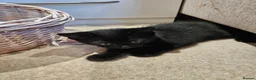 Domestic Shorthair cats for sale: Adorable kittens -Hayling island  - Advert 13