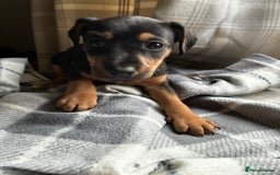 Jack Russell dogs for sale: Beautiful litter of Jack russel pups  - Advert 7