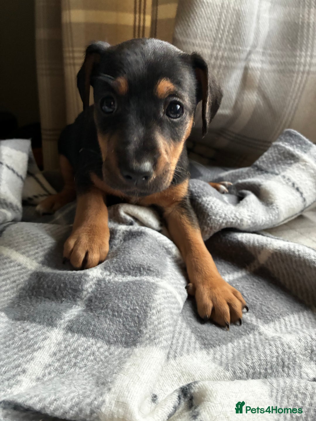 Jack Russell dogs for sale: Beautiful litter of Jack russel pups  - Advert 7