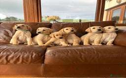 Labrador Retriever dogs for sale: 6 Beautiful Yellow Labradors  - Image 2
