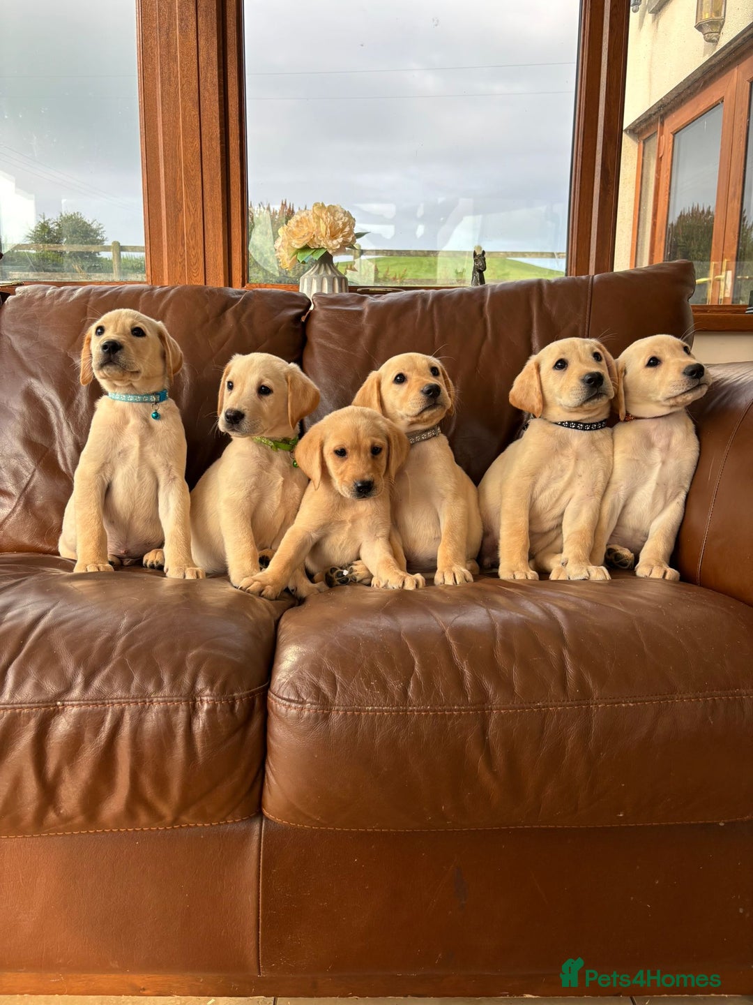 Labrador Retriever dogs for sale: 6 Beautiful Yellow Labradors  - Image 2