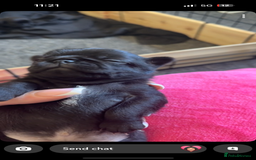 Pug dogs for sale: 7 Pug puppies  - Image 2