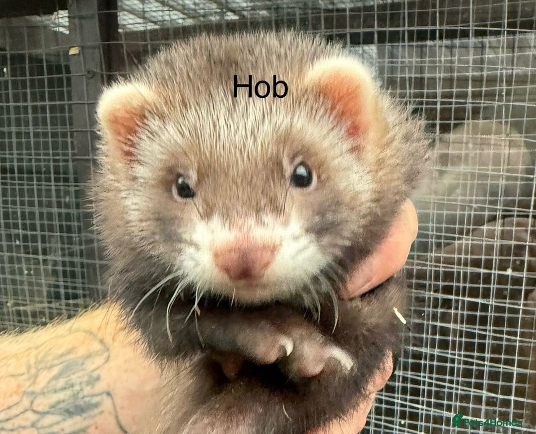 Ferret rodents for sale: Male and female part angora kits  - Image 4