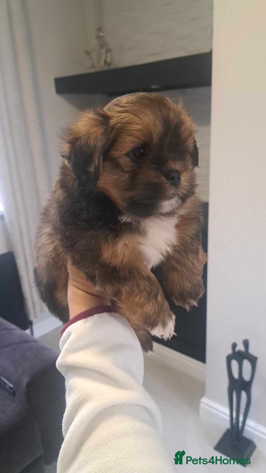 Lhasa Apso dogs 1 GORGEOUS BOY NEEDS HIS FOREVER HOME 🏡 🩵 - Advert 10