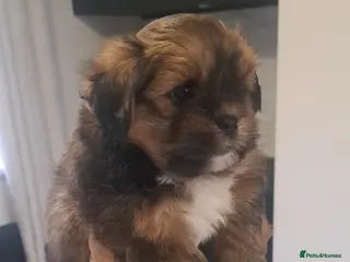 Lhasa Apso dogs 1 GORGEOUS BOY NEEDS HIS FOREVER HOME 🏡 🩵 - Advert 10