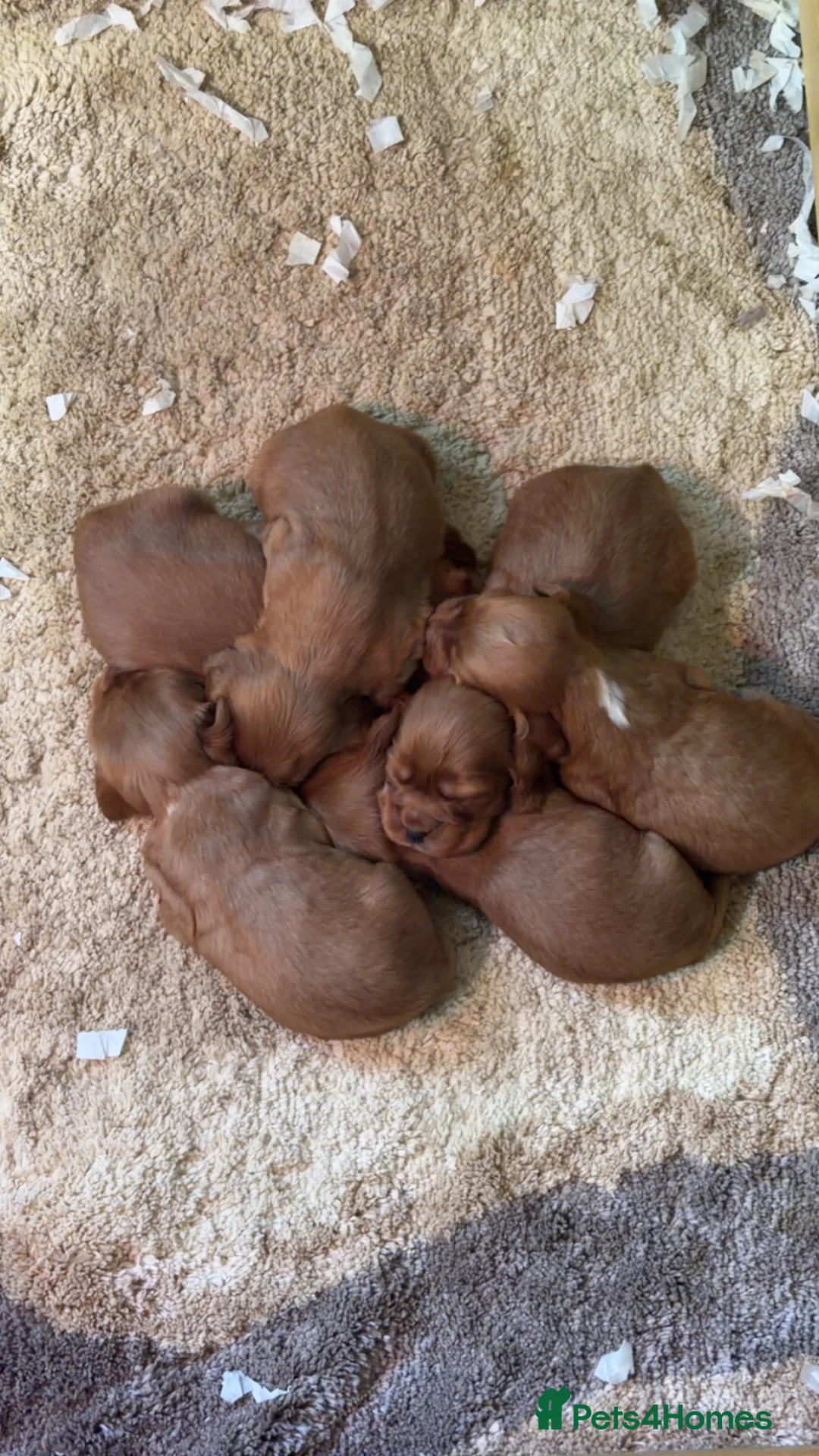 Cocker Spaniel dogs for stud: Nelson show cocker STUD  in Maidstone - Advert 10