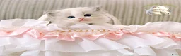 Ragdoll cats for sale: Elegant & stunning kittens  - Advert 6