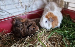 Guinea Pig rodents for sale: 2Female (mum and daughter) + Male Guinea pigs Ip3  - Advert 8