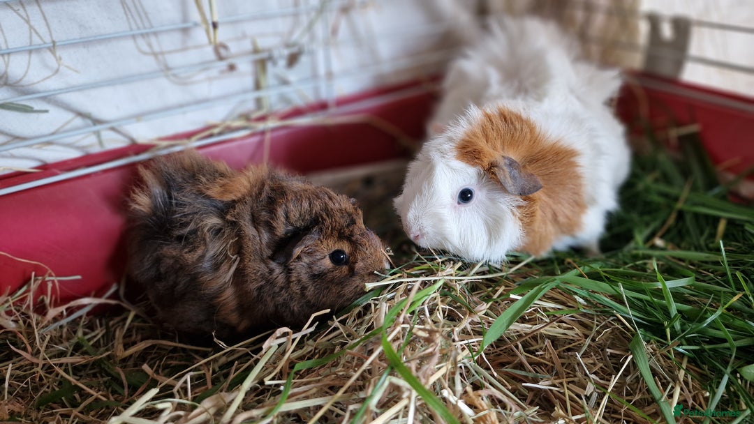 Guinea Pig rodents for sale: 2Female (mum and daughter) + Male Guinea pigs Ip3  - Advert 8
