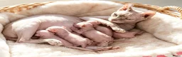 Sphynx cats for sale: GORGEOUS ELF EARED SPHYNX BOY KITTEN  - Advert 3