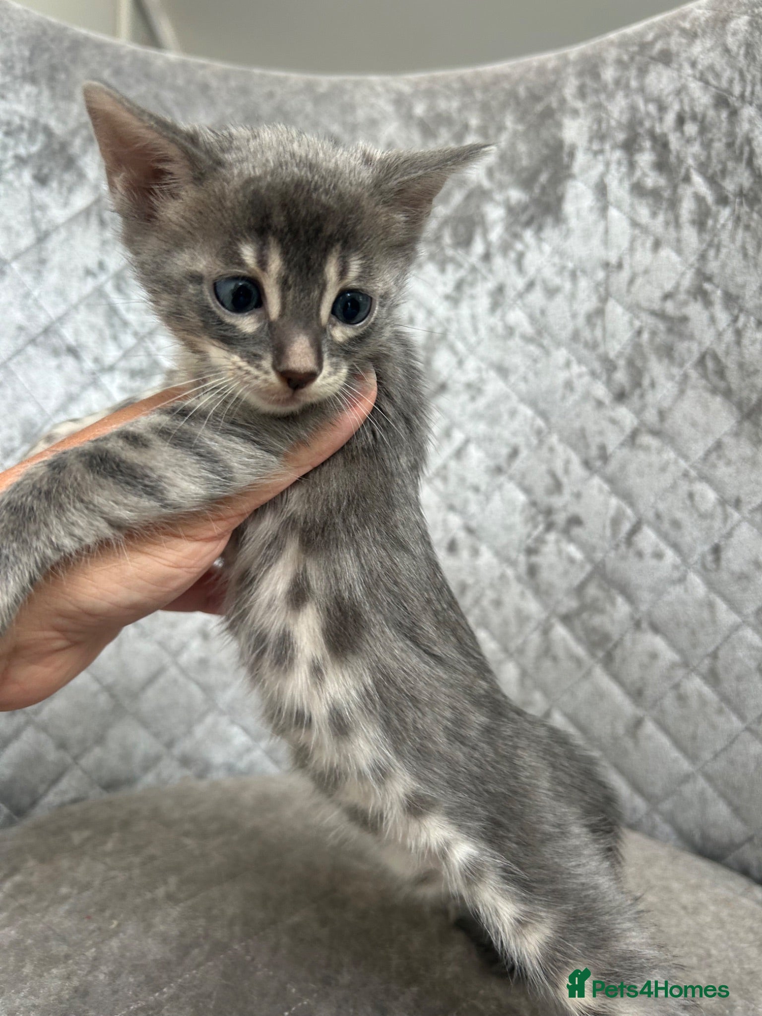 Bengal cats Gorgeous litter of TICA registered bengal kittens  - Advert 1