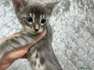 Bengal cats Gorgeous litter of TICA registered bengal kittens - Advert 1