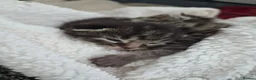 Mixed Breed cats for sale: Stunning tabby kittens  - Advert 4