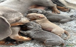 Dachshund dogs for sale: Dachshund Puppy - Image 3