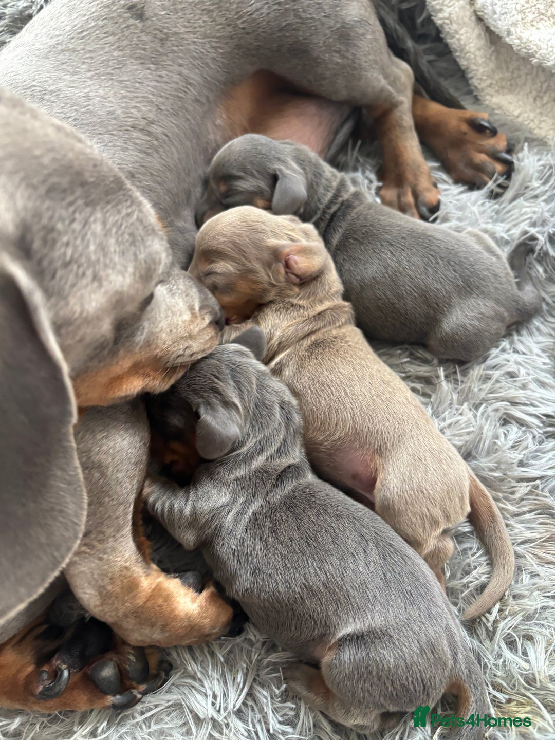 Dachshund dogs for sale: Dachshund Puppy - Image 3