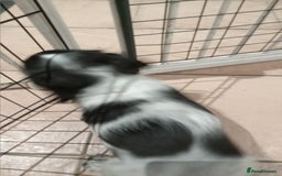 Cocker Spaniel dogs for sale: Cocker spaniel - Image 4