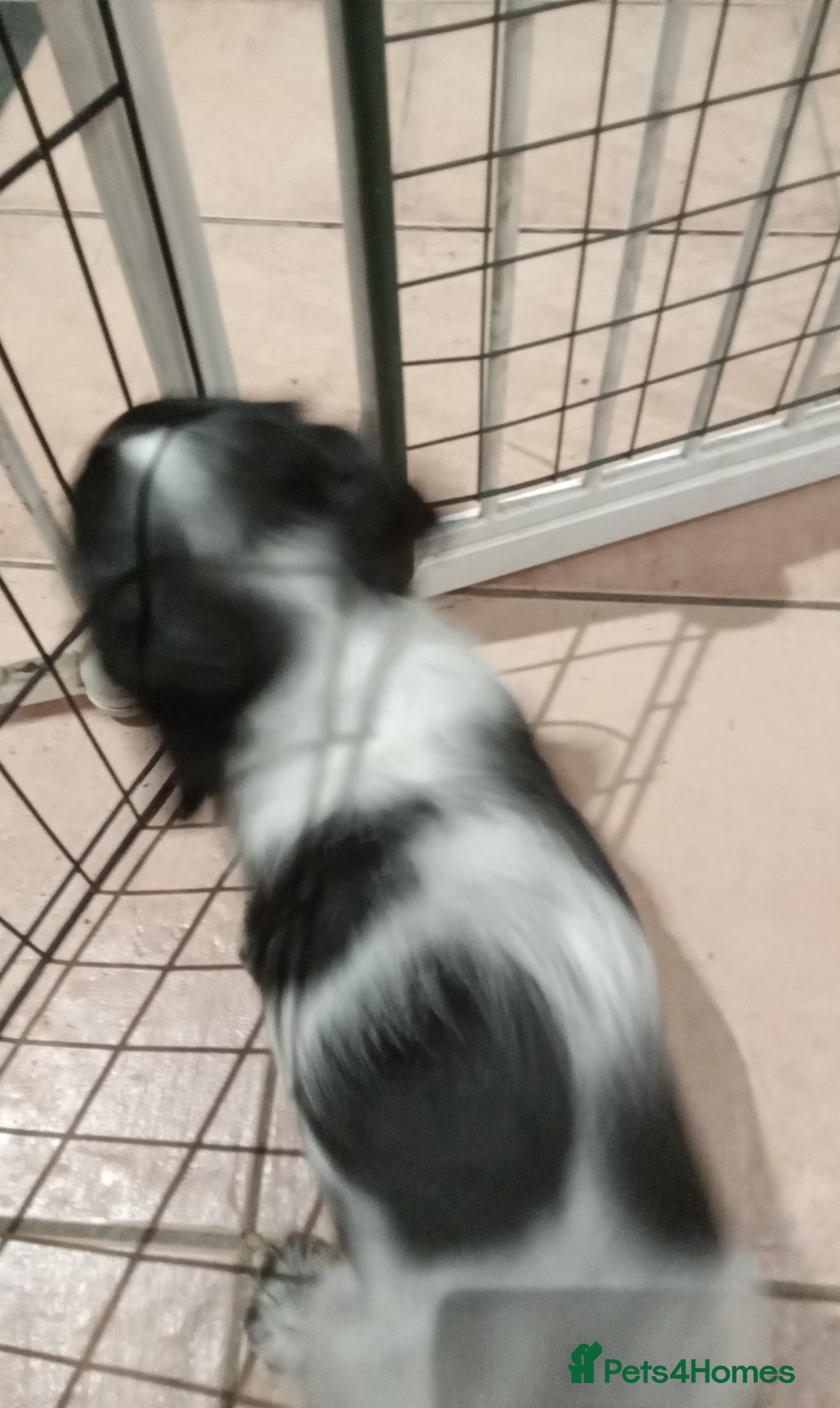 Cocker Spaniel dogs for sale: Cocker spaniel - Image 4