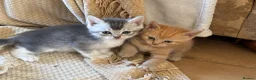 British Shorthair cats for sale: Stunning set of British blues - Advert 10