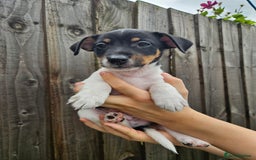 Jack Russell dogs for sale: Jack Russell Terrier  in Epping - Image 14