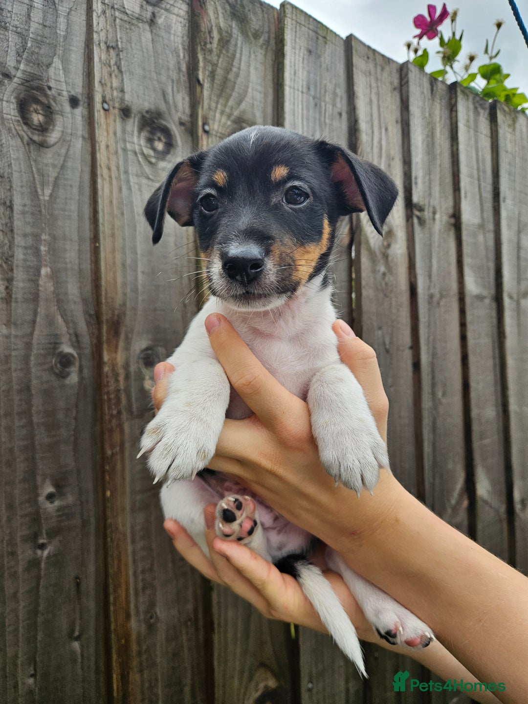 Jack Russell dogs for sale: Jack Russell Terrier  in Epping - Image 14
