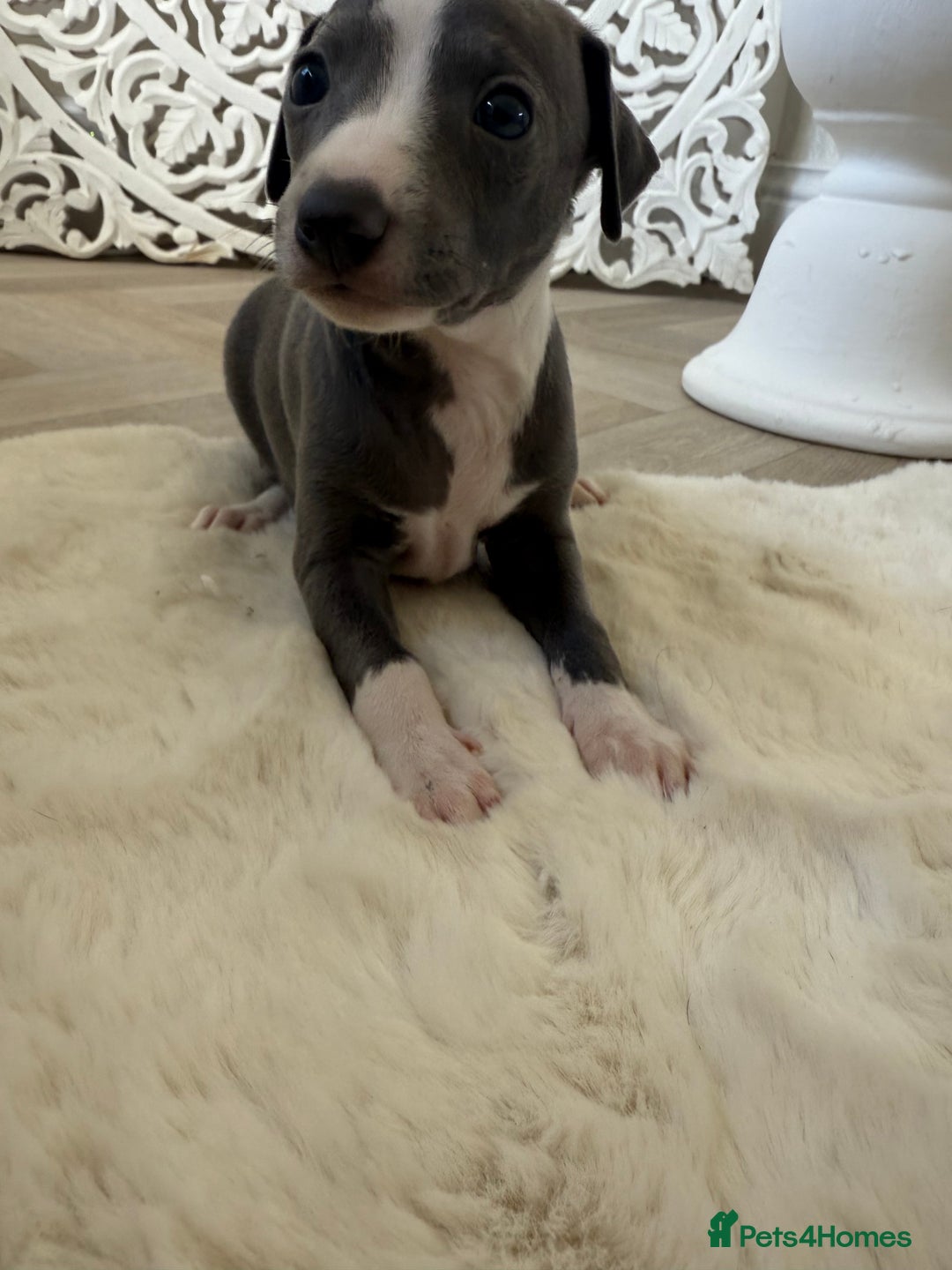 Italian Greyhound dogs for sale: Italian greyhound puppies - Image 3