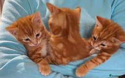 Mixed Breed cats for sale: Amazing, beautiful kittens 3 boys, 2 girls - Image 25