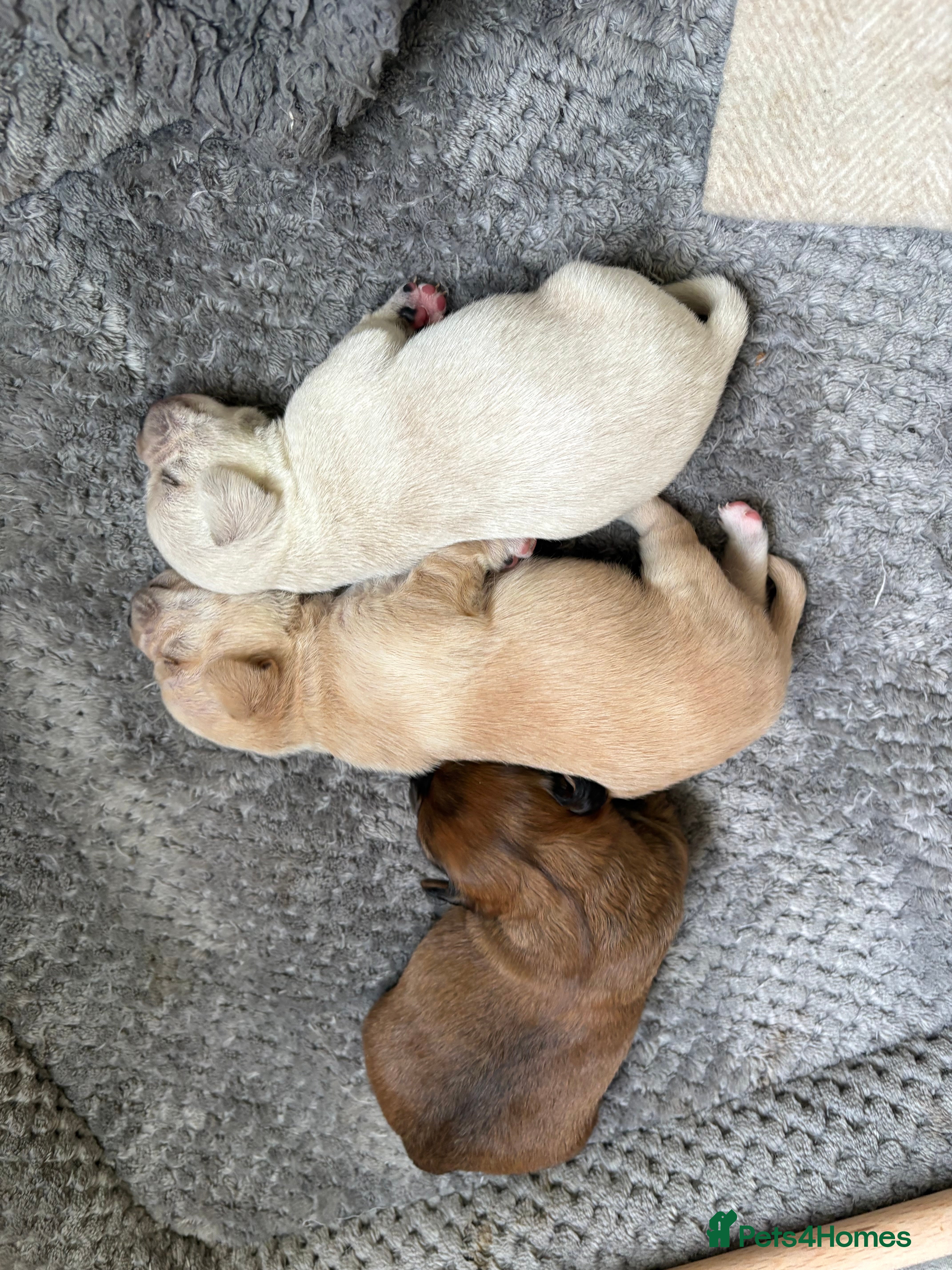 Mixed Breed dogs Boy and Girl remaining / Cavachon x Chihuahua - Advert 5