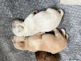 Mixed Breed dogs Boy and Girl remaining / Cavachon x Chihuahua - Advert 5