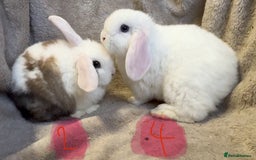 Mini Lop rabbits for sale: 8 beautiful friendly baby mini lops  - Image 14