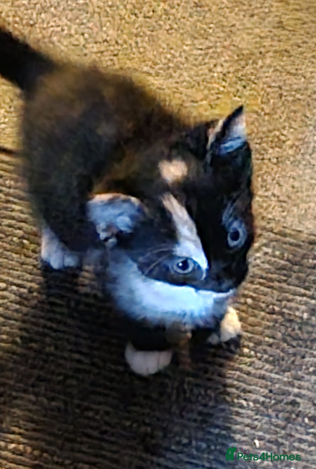 Maine Coon cats for sale: Main coon/ British short hair mix - Image 17