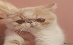 Exotic cats for sale: OUTSTANDING QUALITY EXOTIC KITTENS  - Image 2