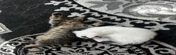 Mixed Breed cats for sale: Mixed breed - Advert 6