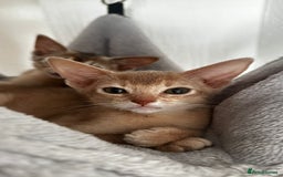 Abyssinian cats for sale: Abyssinian kittens  - Image 10