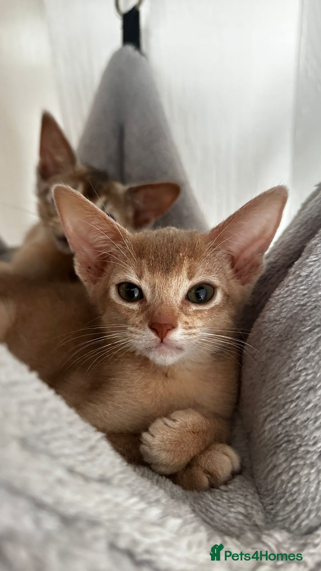 Abyssinian cats for sale: Abyssinian kittens  - Image 10