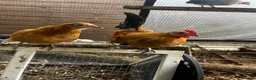 Chickens poultry for sale: Very Tame Dutch Bantams - Advert 3