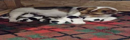 Jack Russell dogs for sale: Jack Russell puppies  - Advert 7